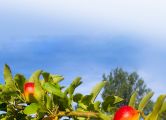 Copyright: "Backstein - Geist und Garten Starkow"