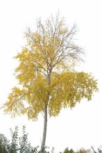 Baumpfllanzaktion